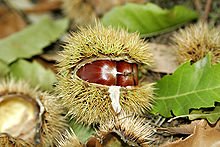 castanha