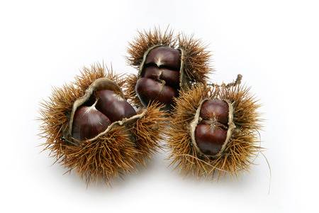 thorn shell chestnuts