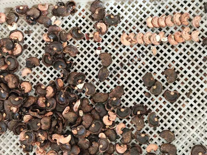 Cajus após descasque