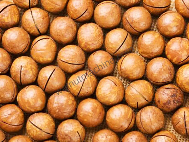 Cracked macadamia nut