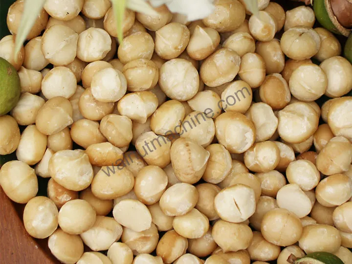 Macadamia Processing Plant 6 Macadamia nut kernel