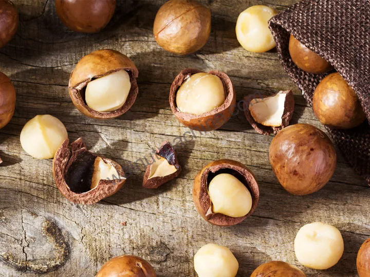 Shelling the macadamia nut