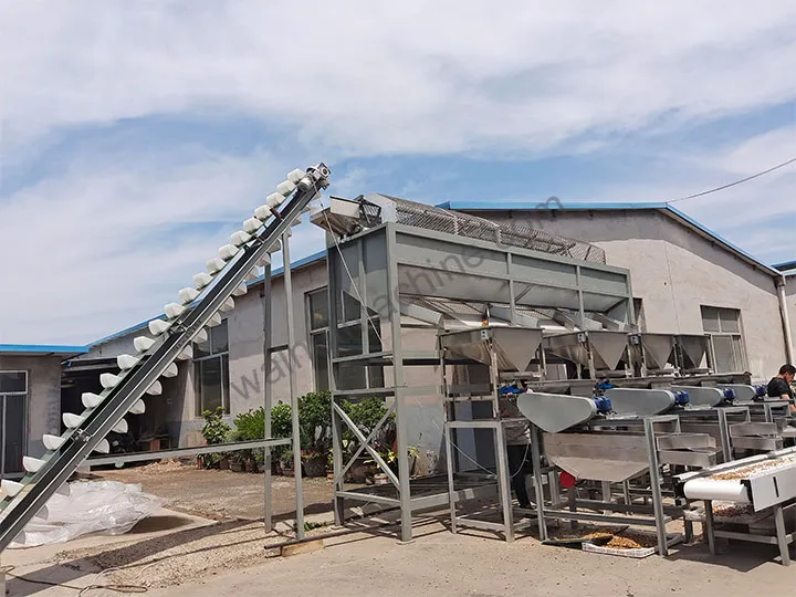 Almond Shelling Machine 2 Almond shelling line