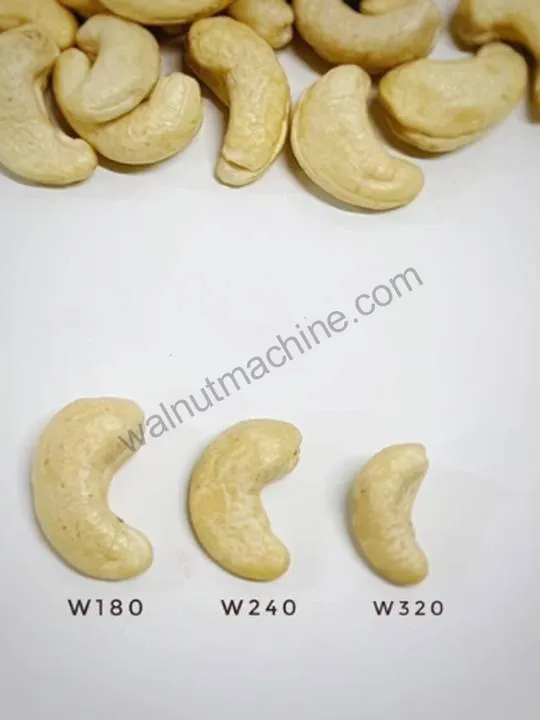 Cashew kernel grading