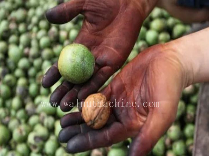 green walnut for processing