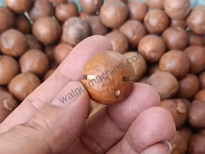 Macadamia nut cracker machine slot angle