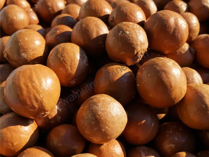 Macadamia Processing Plant 4 Macadamia nuts before shelling