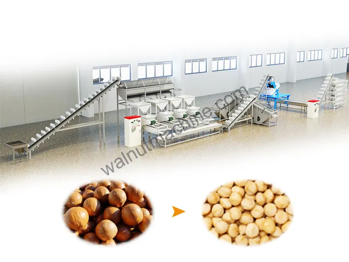 Macadamia processing plant