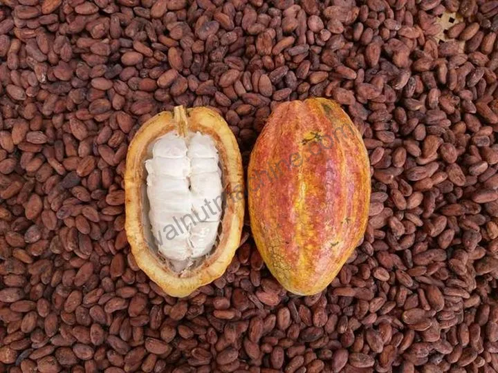 Cocoa Pod Splitting Machine 3 Separation of cocoa pod shells and cocoa beans