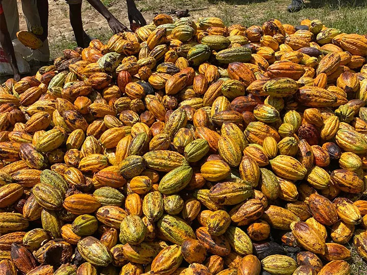 Cocoa Pod Splitting Machine 2 Cocoa pod