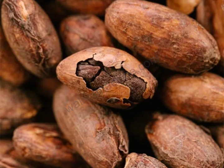 Cocoa Bean Peeling Machine 2 Raw cocoa beans
