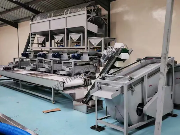Almond Shelling Production Line For Almond Cracking 11 Machine à casser les amandes