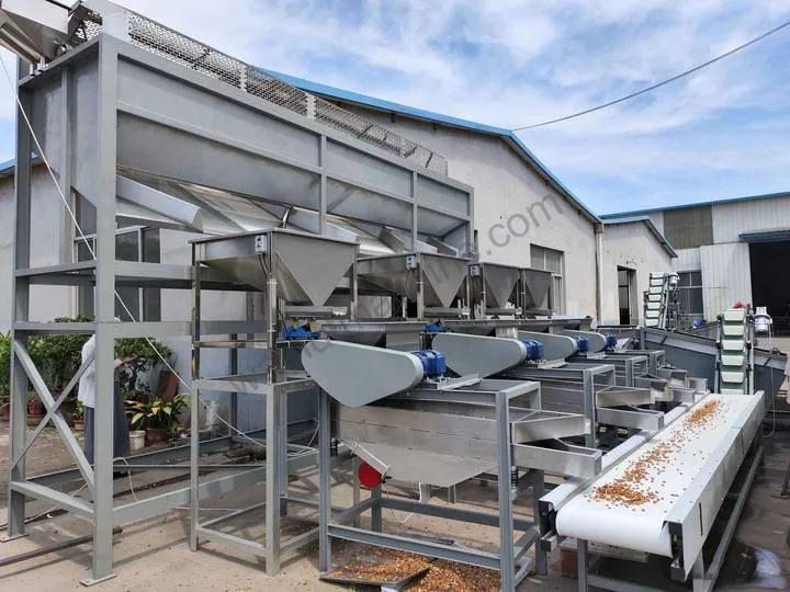 Almond Shelling Production Line For Almond Cracking 10 Almond sheller machine